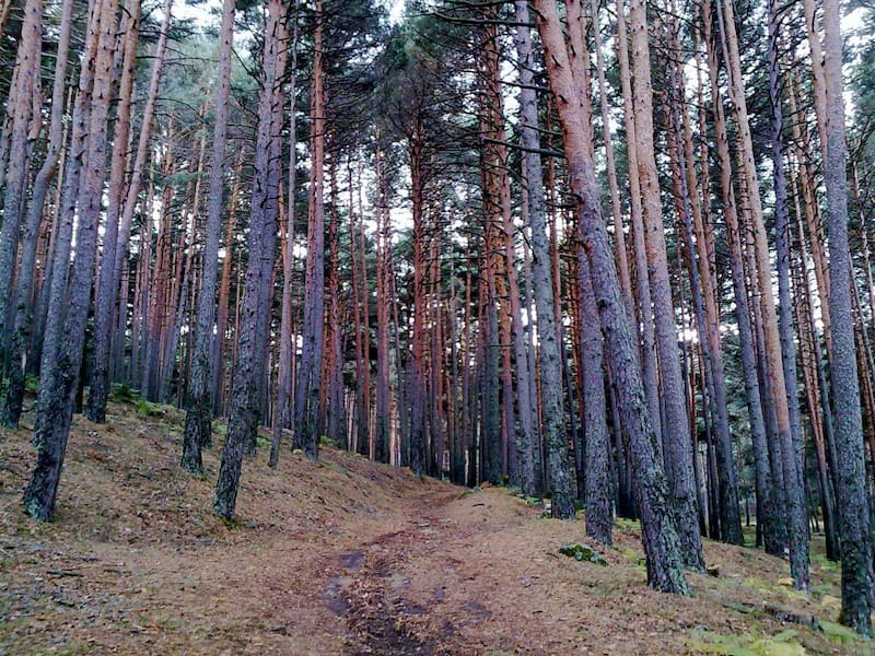 Este camino se destaca por la presencia de los pinares de pino albar.
