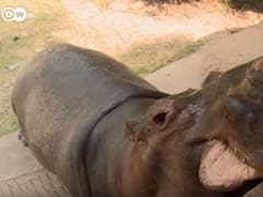 Los hipopótamos de Pablo Escobar ya son 80 y preocupan a los vecinos de la "Hacienda Nápoles"