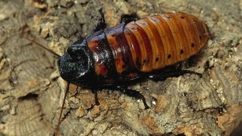 <div class="migrated-promo-image__description"><div class="migrated-promo-image__source">Fuente: vecteezy</div></div>