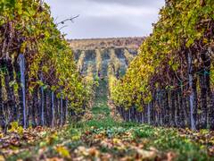 Sin levadura está en peligro la próxima cosecha de vino, qué advierten los bodegueros