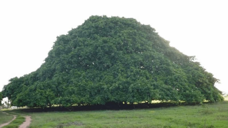 El Guacarí tiene una altura de 35 metros y un ancho de 75 metros, lo que lo convierte en el árbol más grande del país.