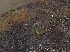 Tragedia en la ruta a Pinamar: 5 muertos tras caer un auto a un arroyo