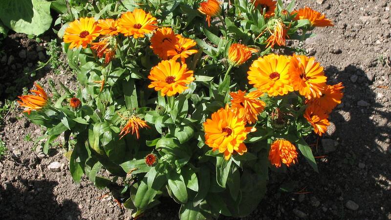 Esta planta es la alternativa natural para reducir dolores menstruales y aliviar los cólicos