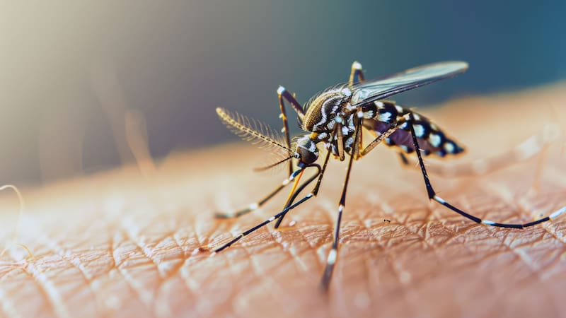 Una investigación científica descubrió que los mosquitos del dengue se volvieron resistentes a la fumigación gracias a una mutación genética.