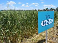 Histórico: Estados Unidos aprobó el trigo transgénico de la argentina Bioceres
