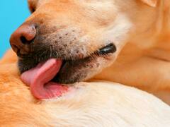 Este producto que tienes en la cocina elimina la comezón en tus mascotas y puede curarlos de heridas en la piel