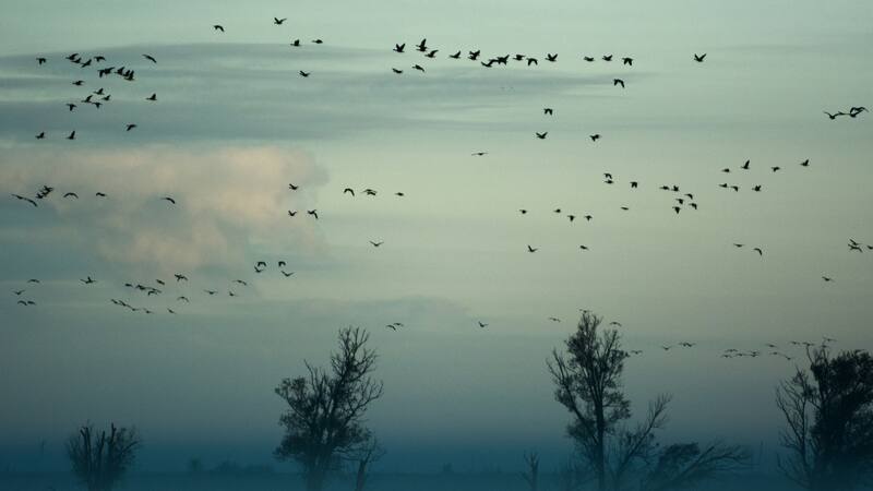 La extinción de especies sigue generando graves consecuencias en los entornos naturales.