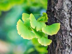 El árbol "milagroso" que revitaliza tu cerebro y mejora tu memoria: está repleto de nutrientes