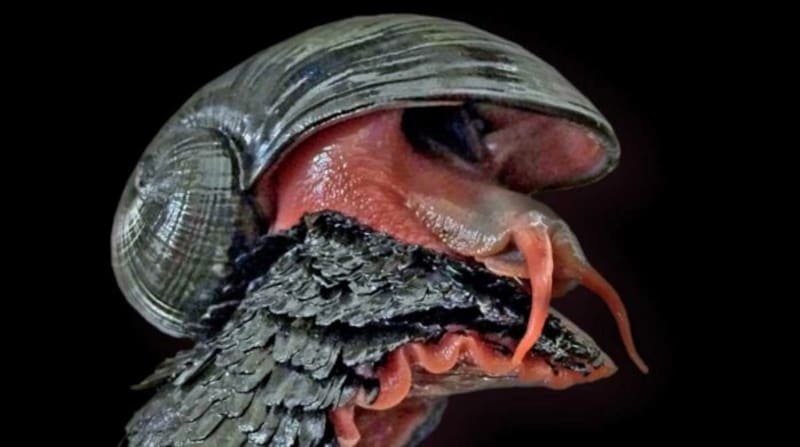 El caracol volcánico, capaz de sobrevivir a más de 400 °C. Foto: X