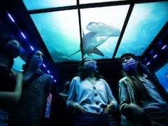 Ecoparque en Palermo: cómo es la experiencia inmersiva que invita a recorrer el fondo del mar