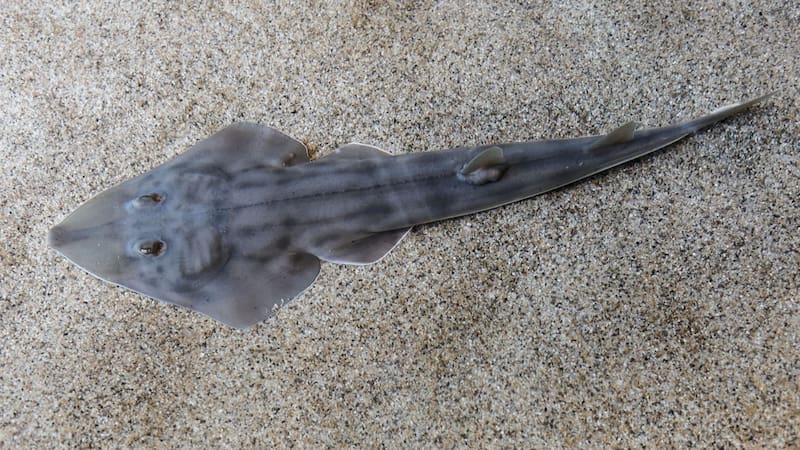 Ni el perro ni el zorro: este animal que se creía extinto reapareció en Europa cuando menos se lo esperaba.