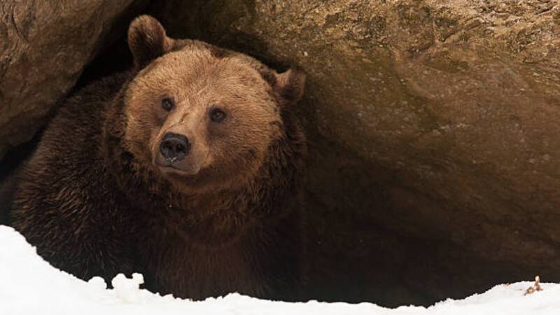 Una práctica de este animal puede cambiar el tratamiento de la enfermedad.