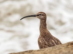 Luto por la primera extinción global de un ave europea que marcó una era: un cambio irreversible en la naturaleza