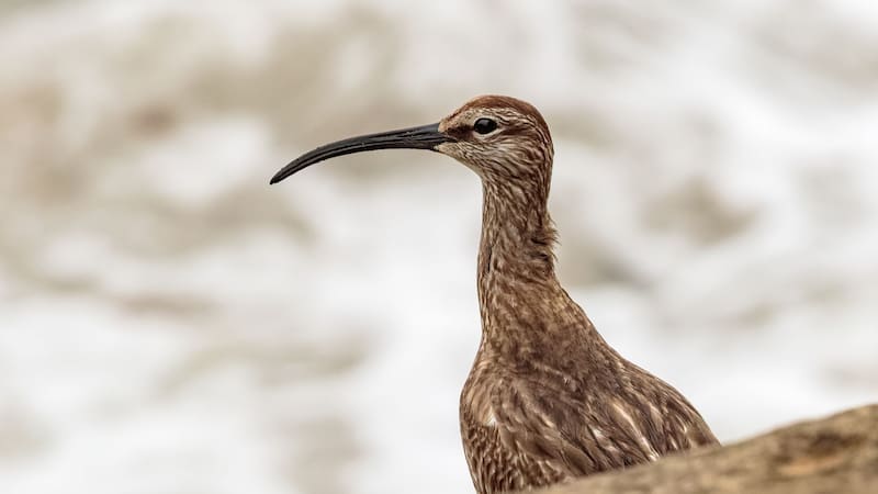 Luto por la primera extinción global de un ave europea que marcó una era: un cambio irreversible en la naturaleza