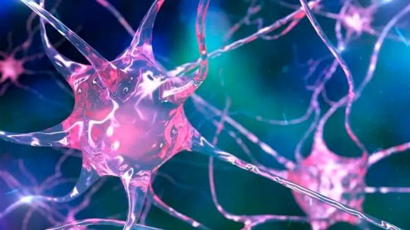 Descubrimiento clave | Científicos demuestran que la microbiota intestinal "habla" con las neuronas.