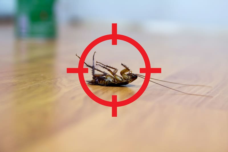 Hojas de laurel: el secreto para eliminar las cucarachas de tu hogar. Fuente: archivo.