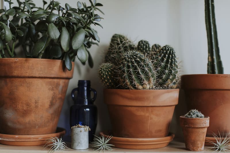 Los cactus son excelentes aliados en la decoración del hogar por sus propiedades. Fuente: Freepik