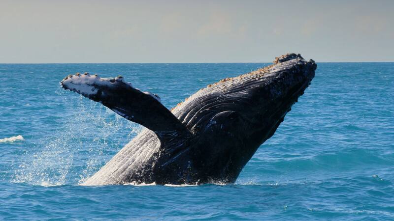 Los comportamientos de una ballena jorobada cambiaron cuando unos humanos "dialogaron" con ella.