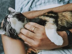 Ley de bienestar animal: cuánto puedes pagar de multa si cometes estas infracciones