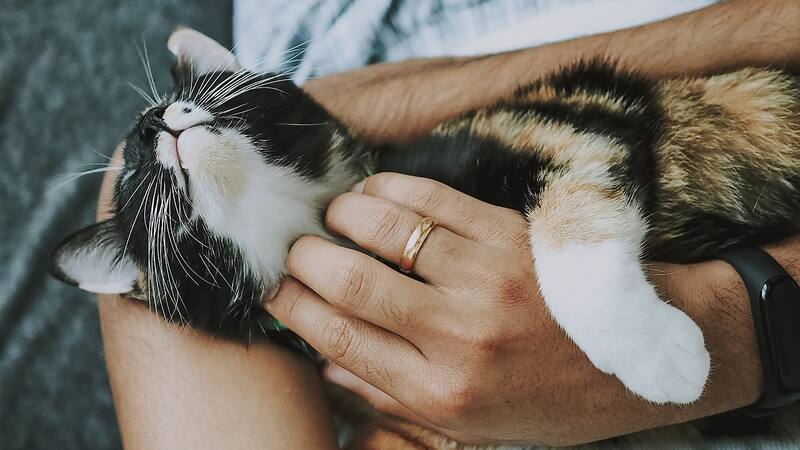 Ley de bienestar animal: cuánto puedes pagar de multa si cometes estas infracciones