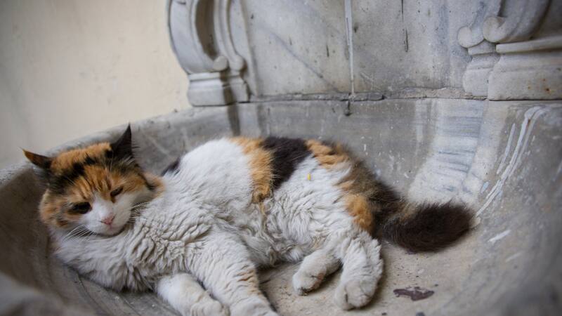 La genética desempeña un papel importante en la salud de los gatos, determinando predisposiciones a ciertas condiciones médicas hereditarias.