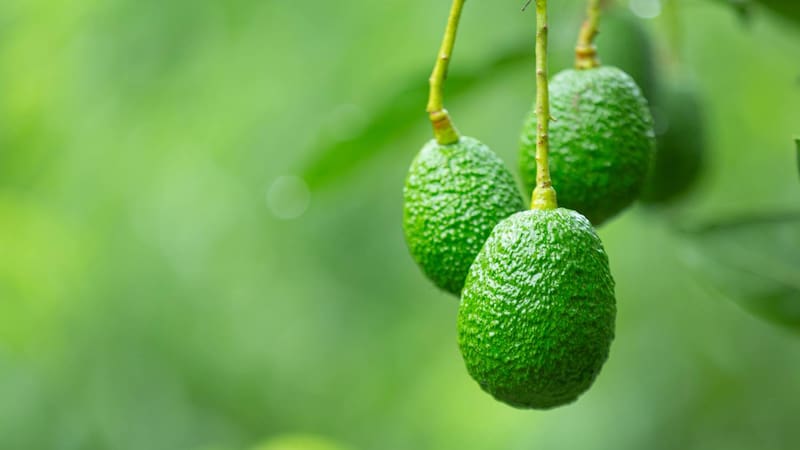 El árbol de aguacate no se aconseja para ninguna casa chica. Fuente: archivo.
