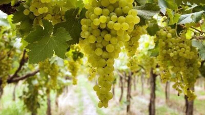 Por los planes, pymes regionales no llegan a la mora con la AFIP