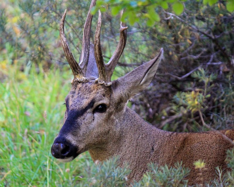 Este es un ejemplar de huemul macho, la especie encontrada recientemente en Chile. (Foto: Wikimedia)