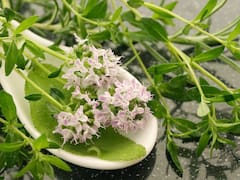 La hierba medicinal con vitamina D, que ayuda a mantener la salud en los pulmones y tener un sueño reparador