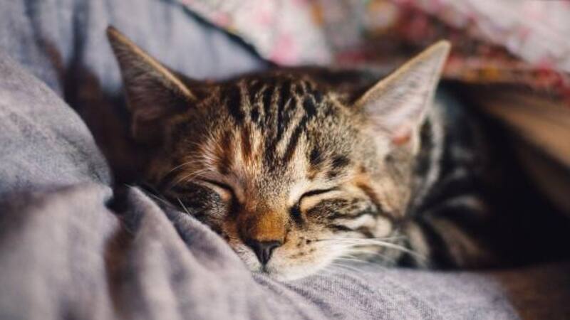 ¿Tu gato se está por morir? Así se despiden los felinos antes de perder la vida, según los expertos.