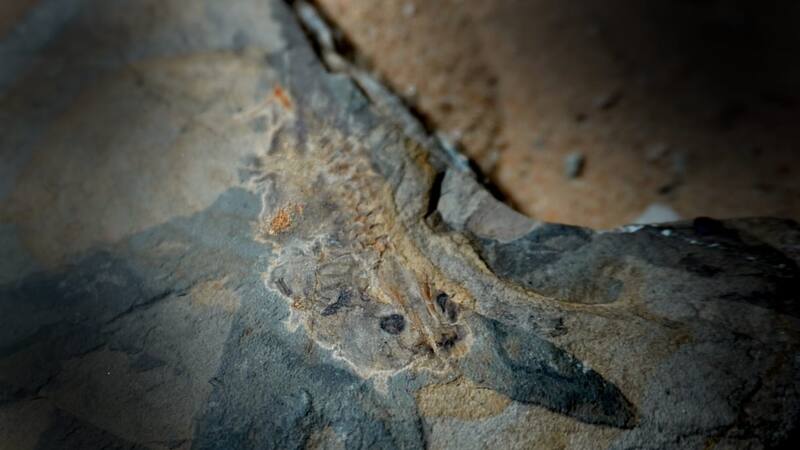 Laja con huesos del renacuajo de Notobatrachus. Foto: gentileza investigadores - CONICET.