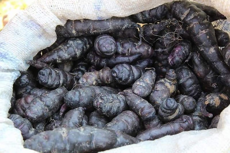 Hervida y con cáscara: la mejor manera de disfrutar la mashua y sus nutrientes. Fuente: FreePik.