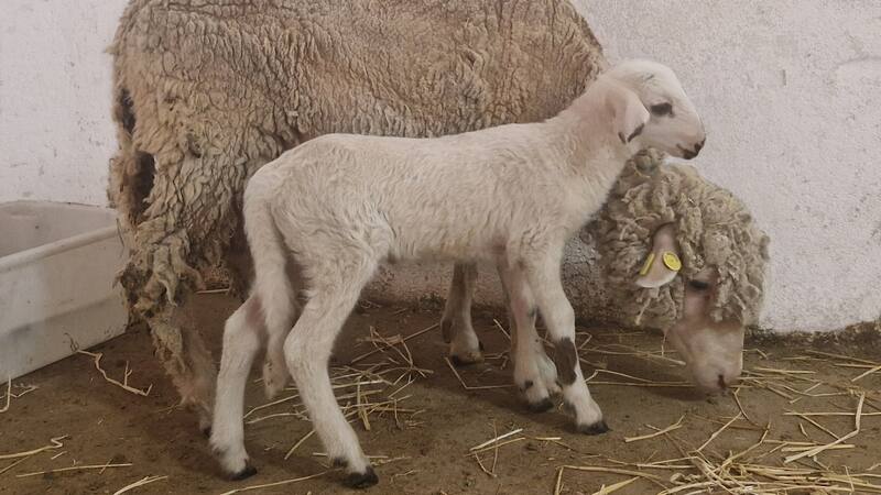 Descubrimiento excepcional: investigadores consiguen el primer cordero modificado genéticamente en España.
