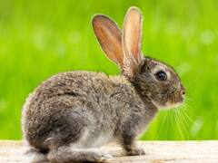 Increíble hallazgo: reapareció una especie de conejo que se creía extinta desde hace más de 100 años