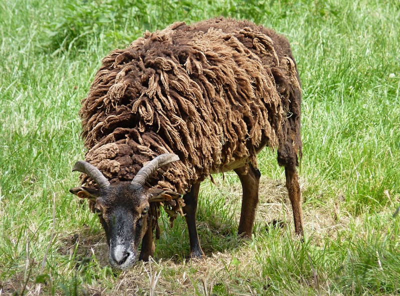 A medida que envejecen, los animales como ovejas muestran una mayor susceptibilidad a infecciones, reflejada en su comportamiento de aislamiento (Fuente: Jamain / Wikimedia Commons)