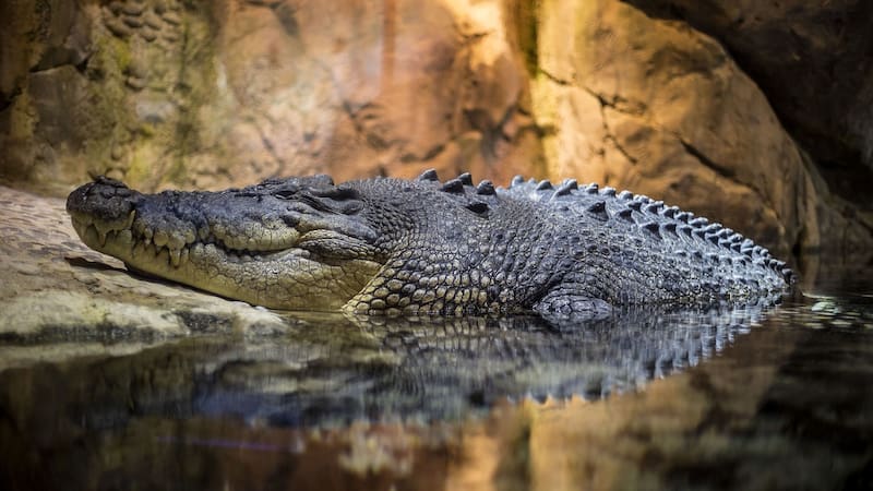 <div class="migrated-promo-image__description"><div class="migrated-promo-image__source">Fuente: Pixabay</div></div>