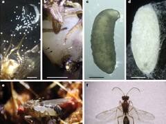 Científicos de la Universidad de Misisipi descubren una "avispa del horror" que asesina moscas lentamente