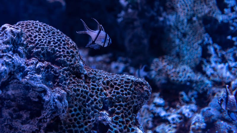 El asombroso descubrimiento permite presumir que aún es demasiado lo que se desconoce respecto del reino submarino.