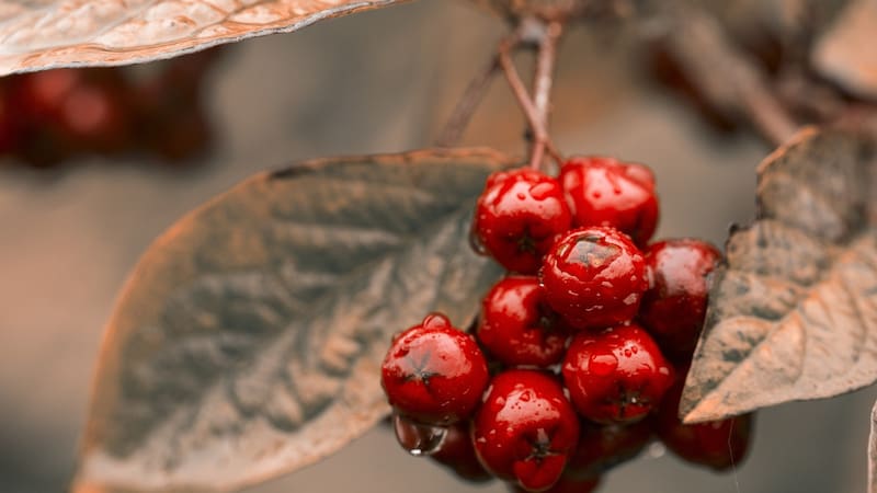 Se trata de un arbusto que sirve para tratar malestares en los riñones.