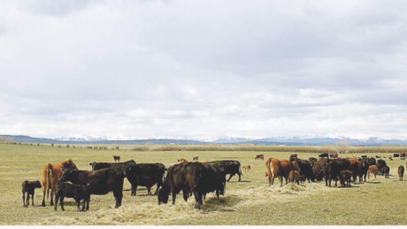 Millones de hectáreas en Uruguay cambiaron de mano en los últimos años