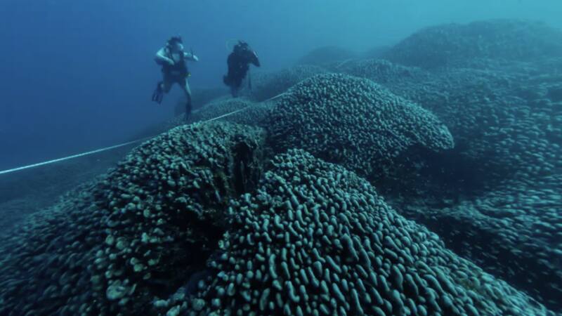La vibrante coloración del coral gigante es un indicio de su robustez y de la abundancia de vida en su entorno. (Foto: Archivo)
