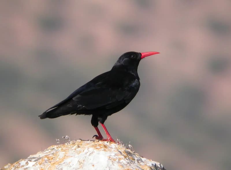La chova piquirroja es el ave perdida que se recuperó tras 200 años.