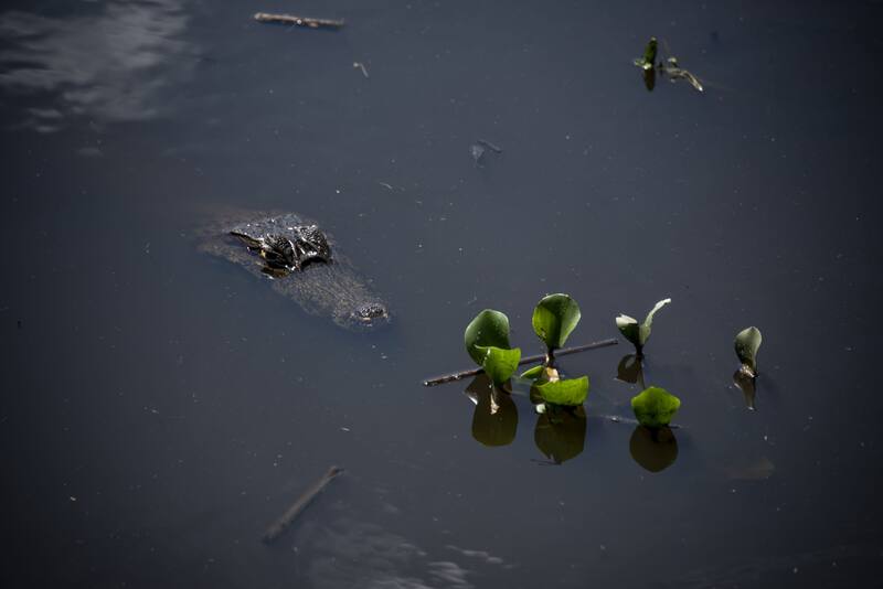 El yacaré, especie típica del Parque Iberá. Crédito: APN