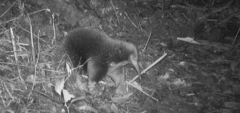 Su población ha sido muy difícil de estudiar debido a su habitat remoto y el difícil acceso a su región natural. Foto: ox.ac.uk