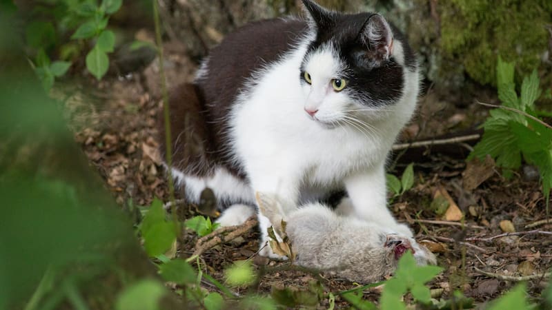 Alejá de tu casa a los "michis" sin causarles daño alguno.