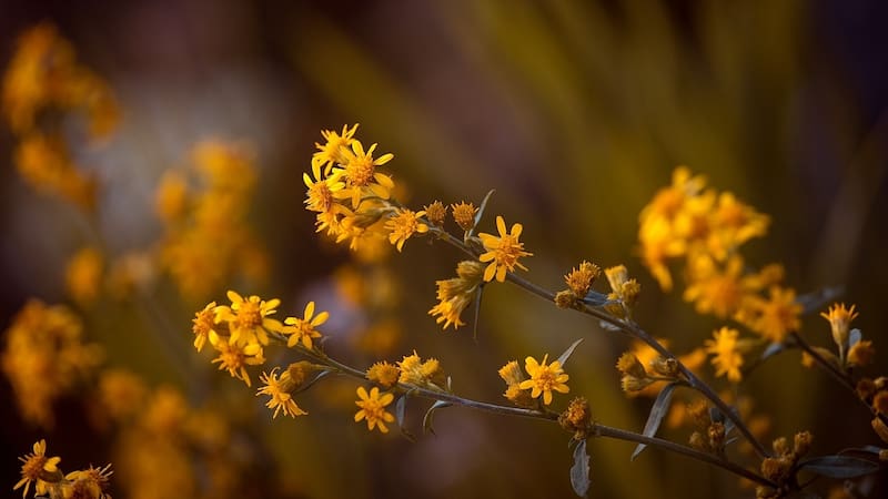 <div class="migrated-promo-image__description"><div class="migrated-promo-image__author">Pixabay</div></div>