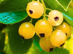 Fruta de oro: el alimento que nadie conoce con más antioxidantes y vitamina C, previene el Alzheimer y la obesidad