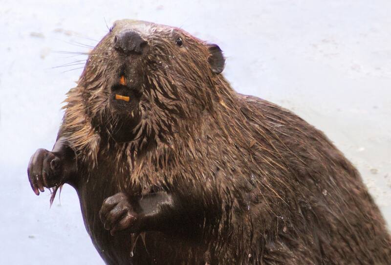 El castor fiber es el roedor más grande de Europa, con una longitud de hasta 90 centímetros (Foto: Wikimedia)