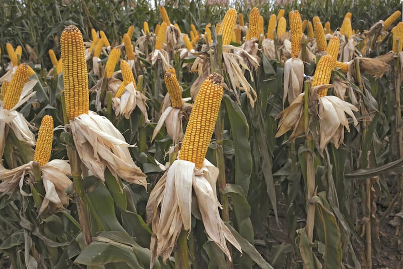 Argentina tiene todo para crecer significativamente en producción agrícola