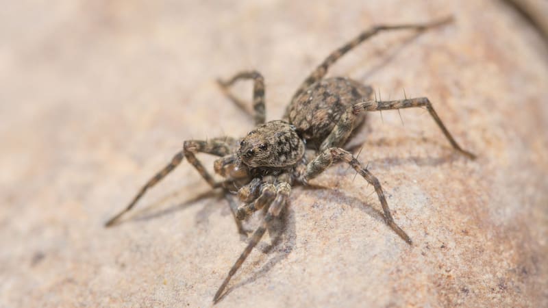 Conocé las probabilidades de muerte si te pica una araña.